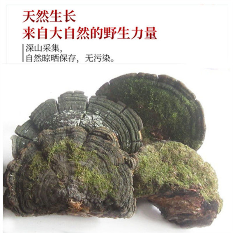 灵芝松针灵芝松针层孔菌，质优价实，支持线上交易