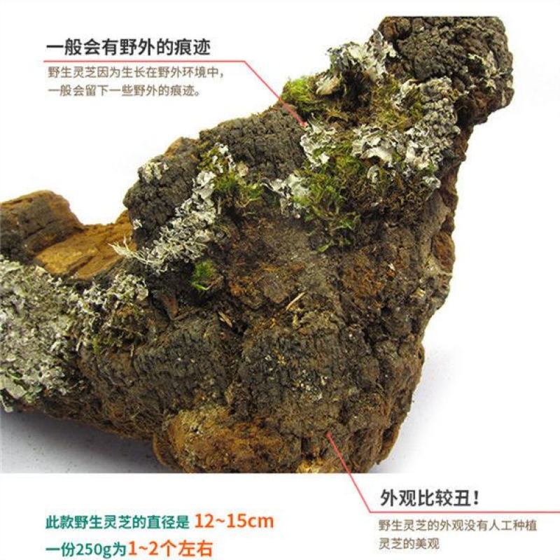 灵芝松针灵芝松针层孔菌，质优价实，支持线上交易