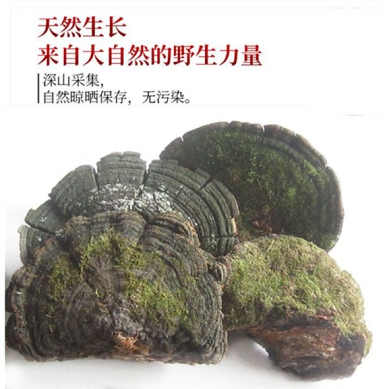 灵芝松针灵芝松针层孔菌，质优价实，支持线上交易