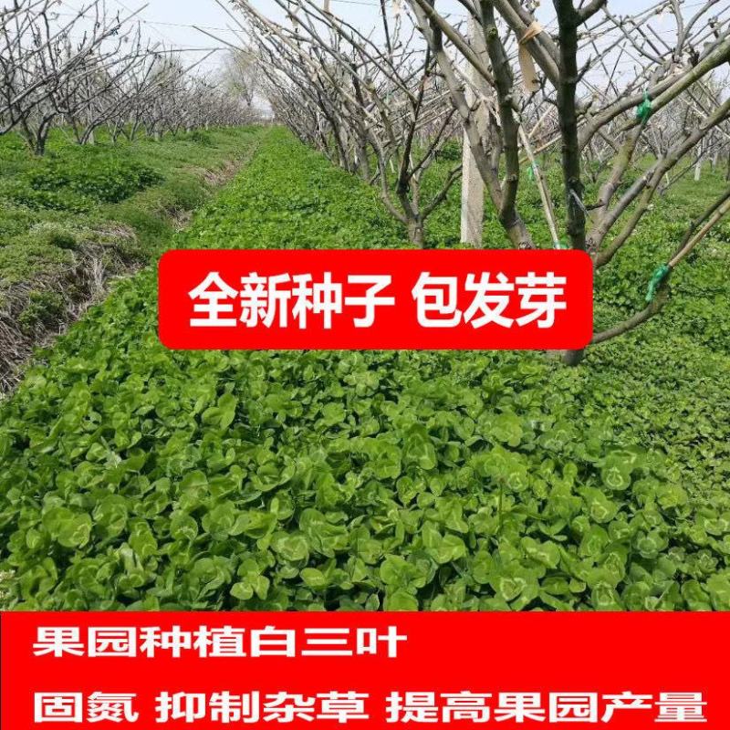 精品红白三叶草种子基地直供七天发芽免费试种全国发货