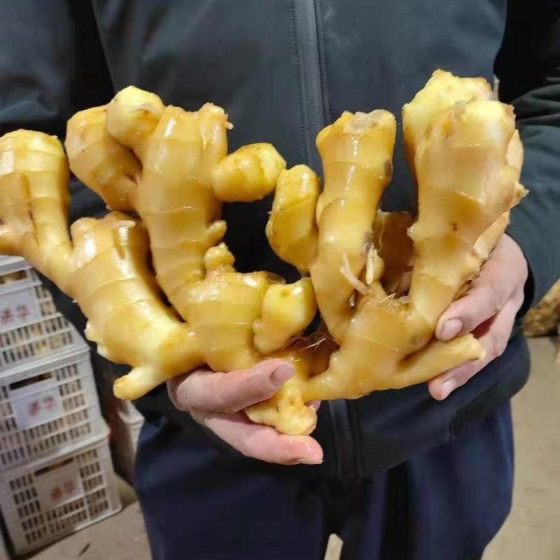【推荐】优质窖藏生姜批发山东产地供应提供清洗加工包装