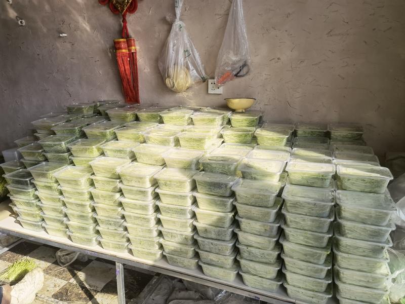 河南郑州豌豆芽无任何添加，保证新鲜水培基地