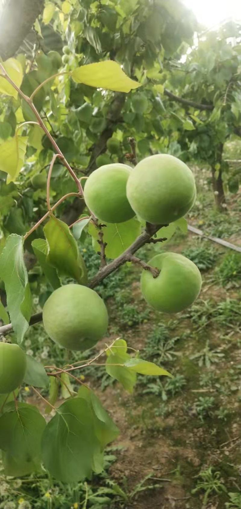 青杏软核