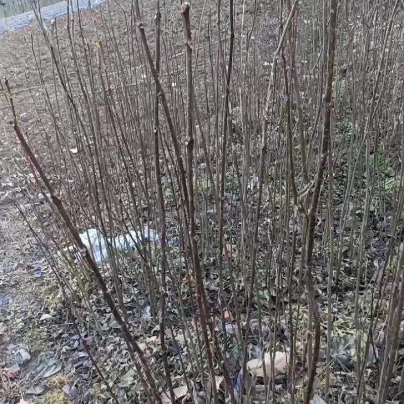 黄柏苗黄柏苗黄柏苗黄柏苗