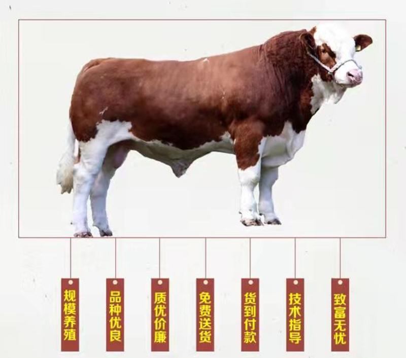 肉牛西门塔尔牛，肉牛成年，厂家直销，价格优惠，包成活
