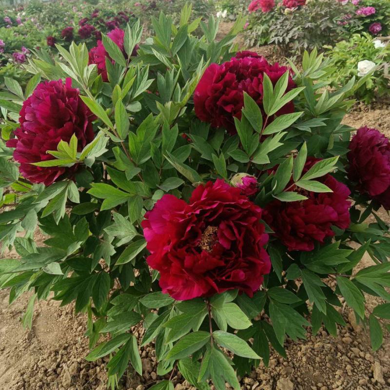 正宗菏泽牡丹芍药基地直销