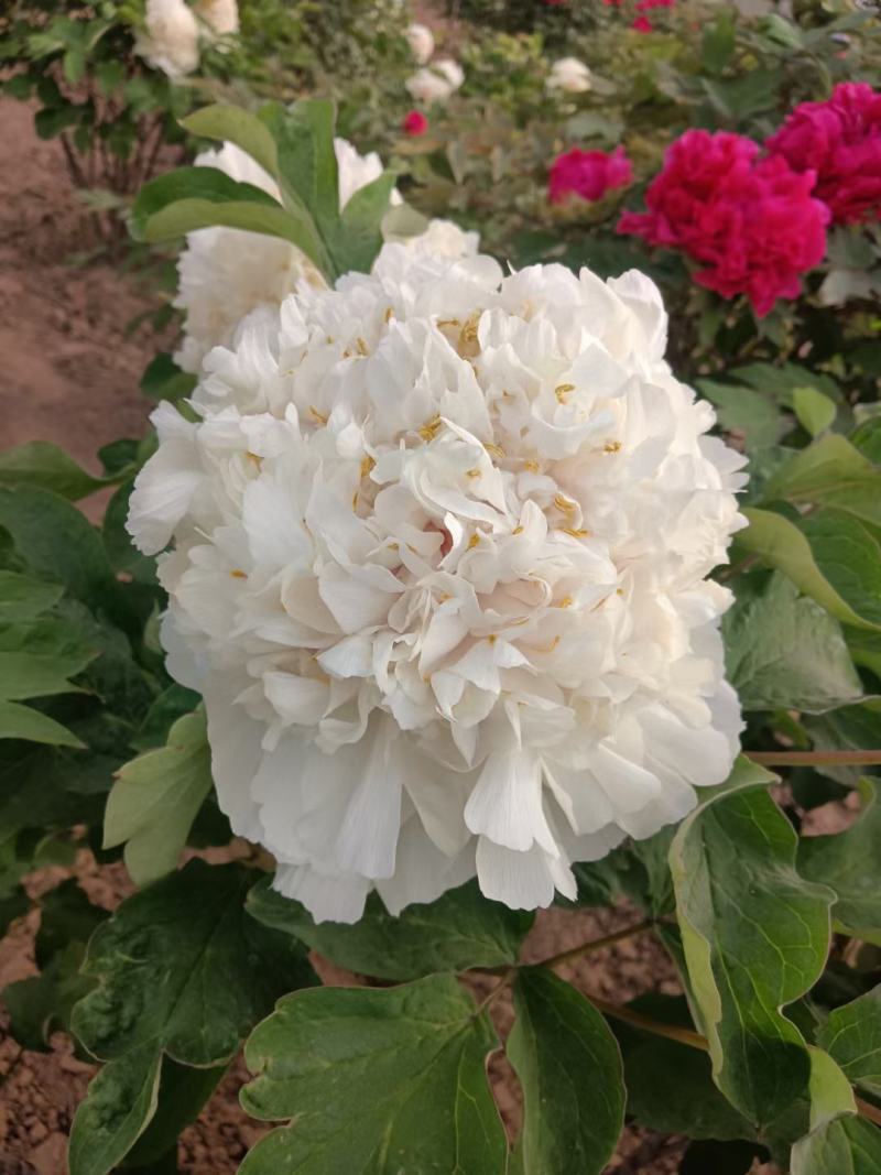 正宗菏泽牡丹芍药基地直销