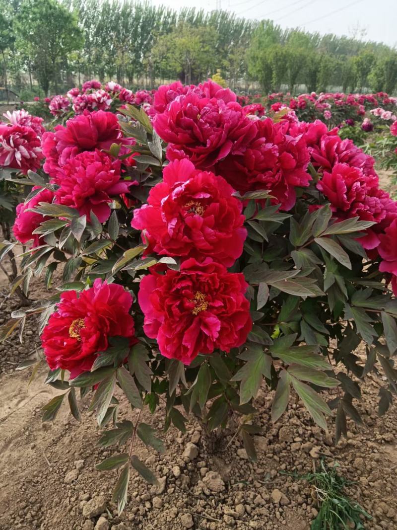 正宗菏泽牡丹芍药基地直销