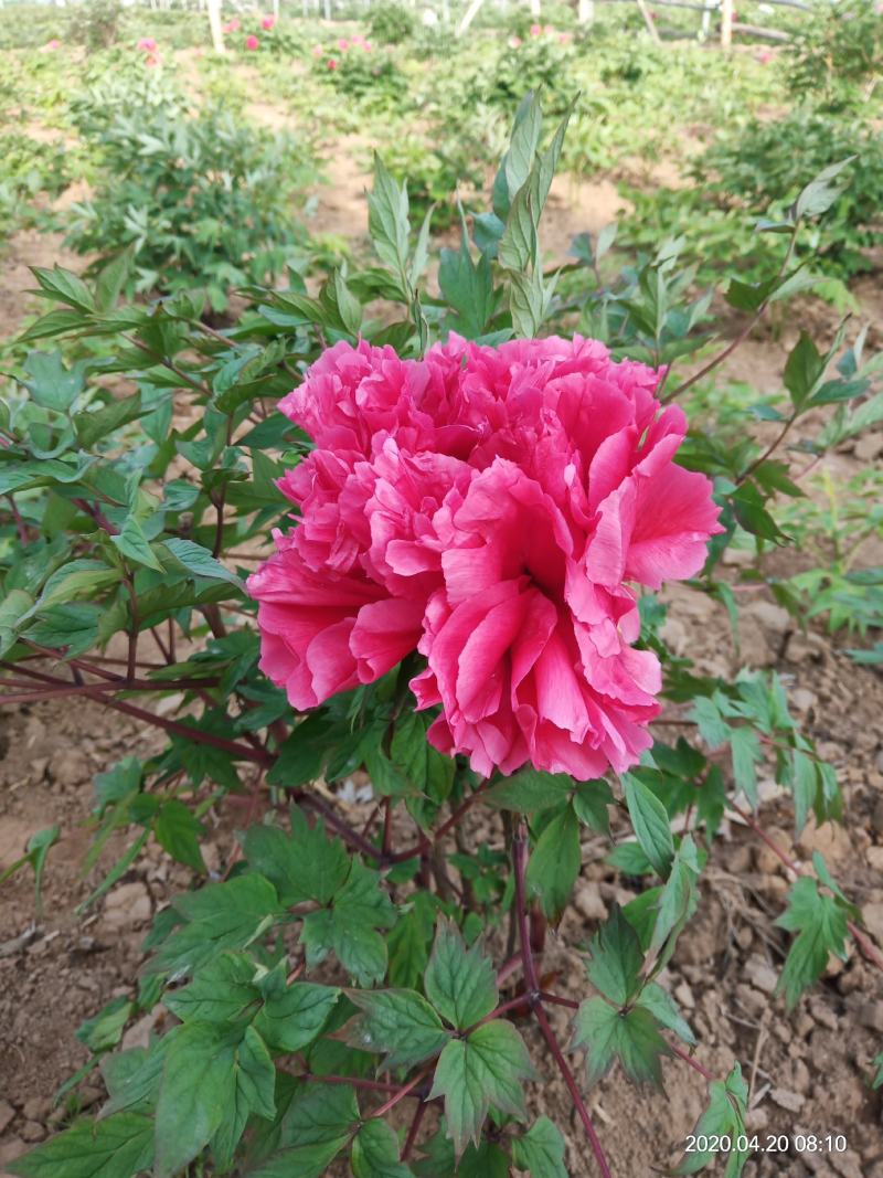 正宗菏泽牡丹芍药基地直销