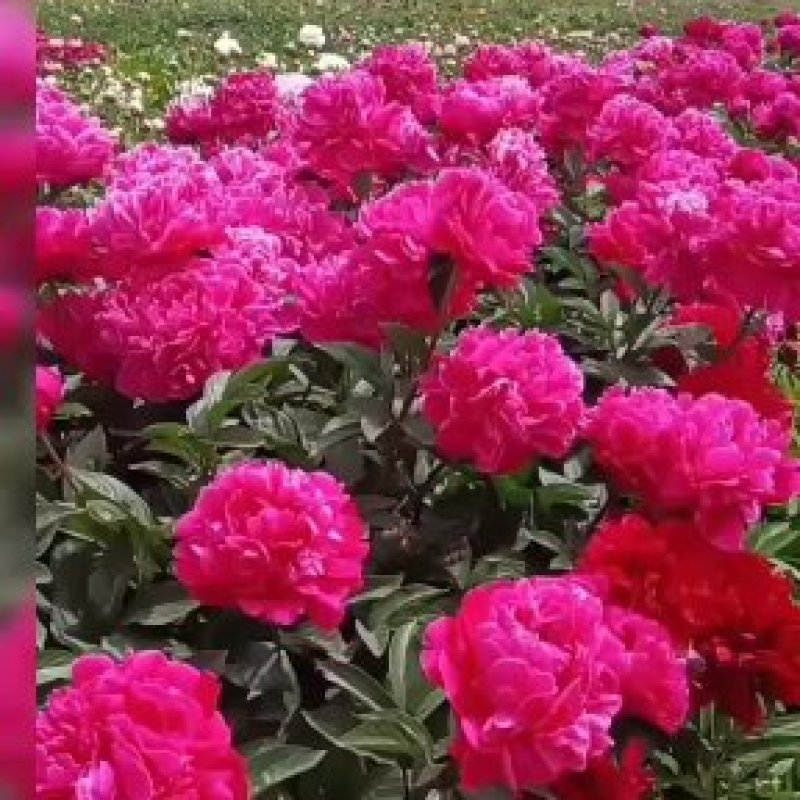 菏泽牡丹芍药基地直销