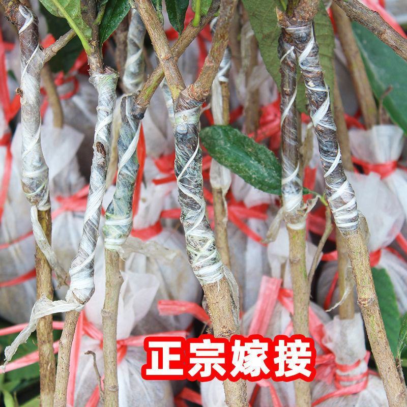 广西枇杷苗嫁接大五星枇杷果树苗南方北方水果苗带土带叶