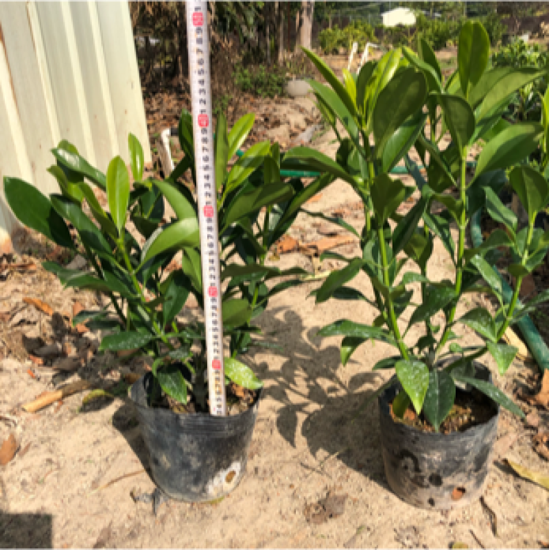 大量出售10斤袋非洲茉莉