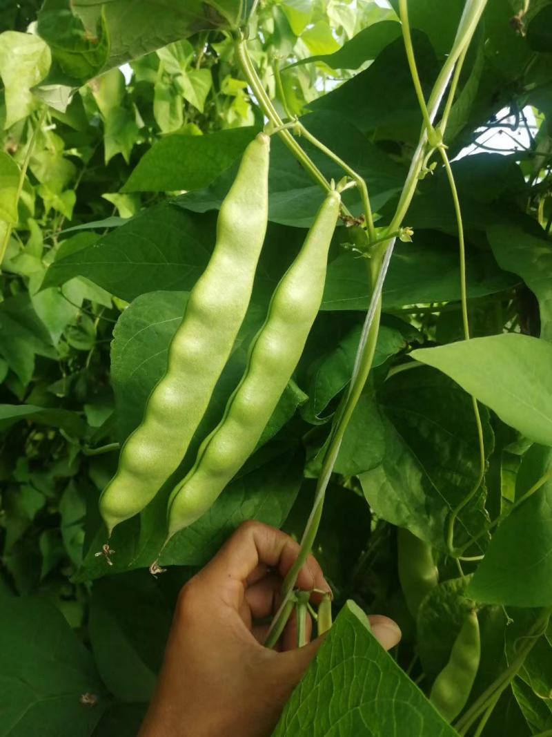 精品东北油豆角，质量保证，价格便宜，需要的订购