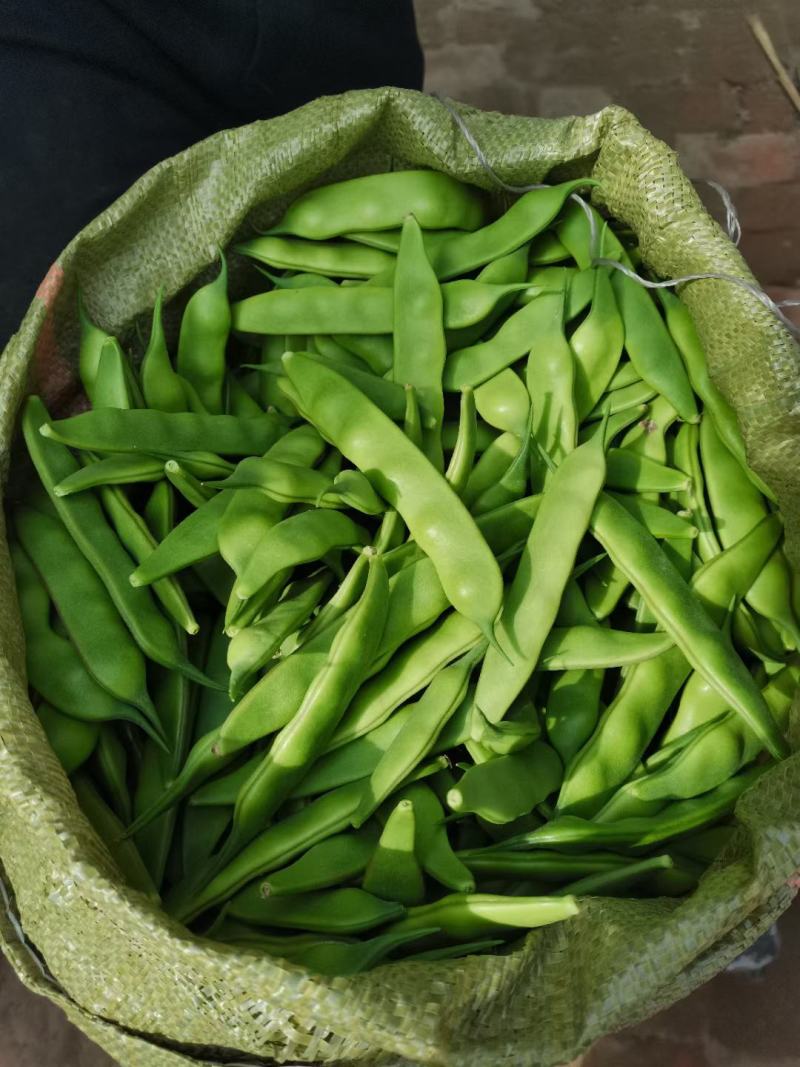 精品东北油豆角，质量保证，价格便宜，需要的订购