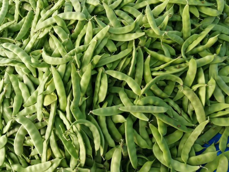 精品东北油豆角，质量保证，价格便宜，需要的订购