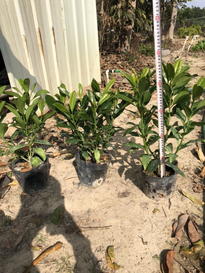 大量出售10斤袋非洲茉莉