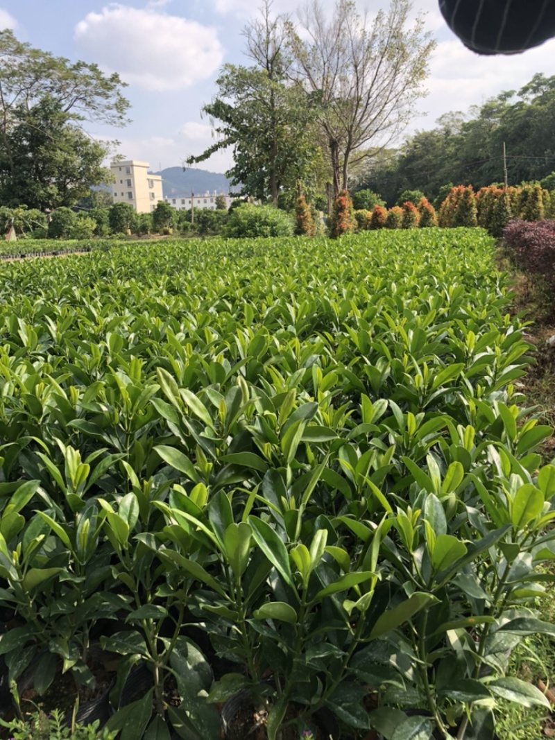 大量出售10斤袋非洲茉莉