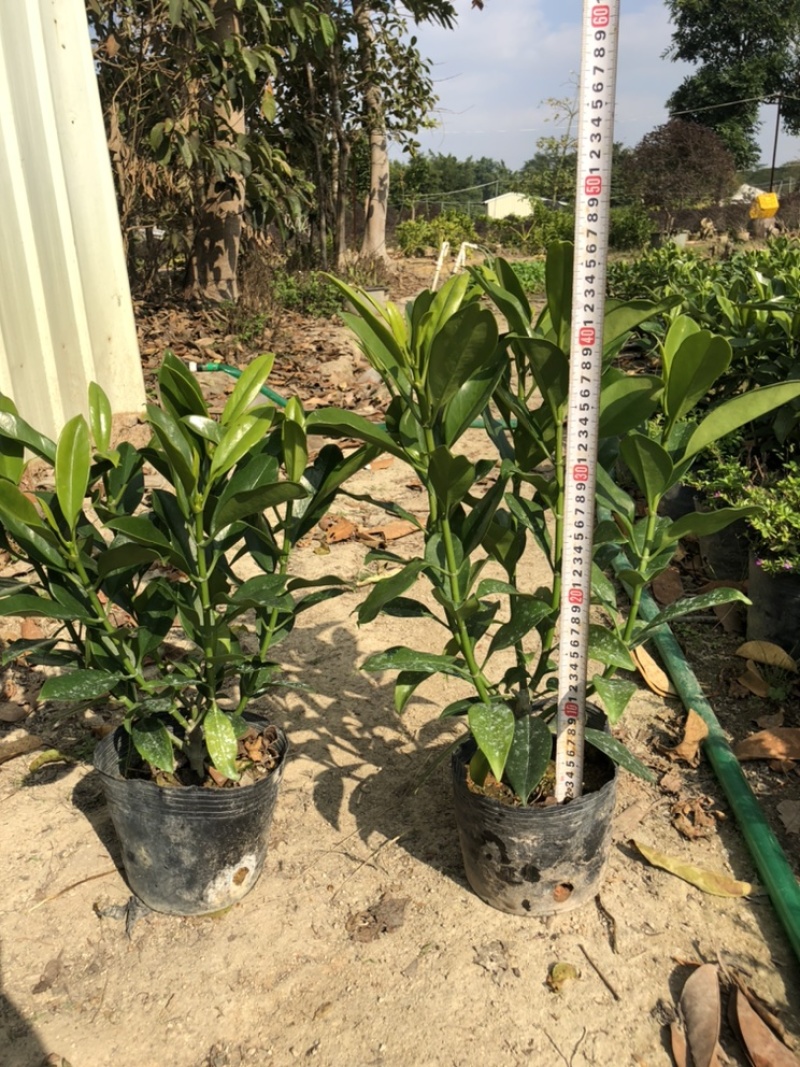 大量出售10斤袋非洲茉莉