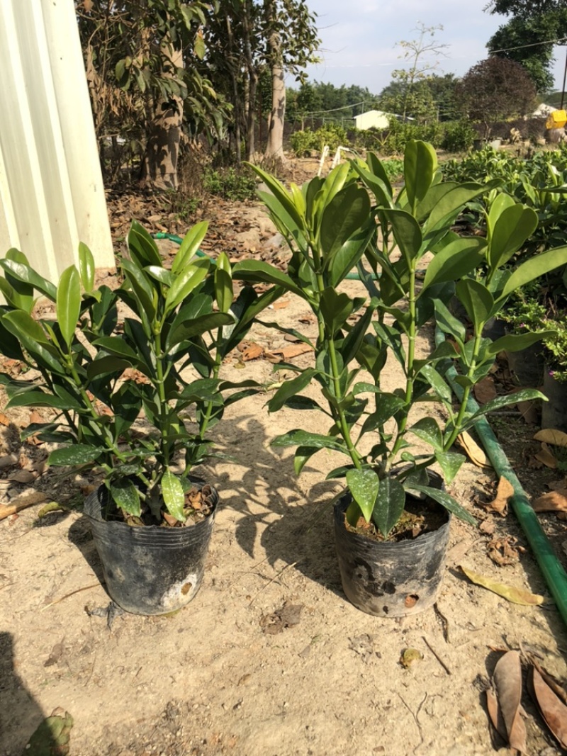 大量出售10斤袋非洲茉莉