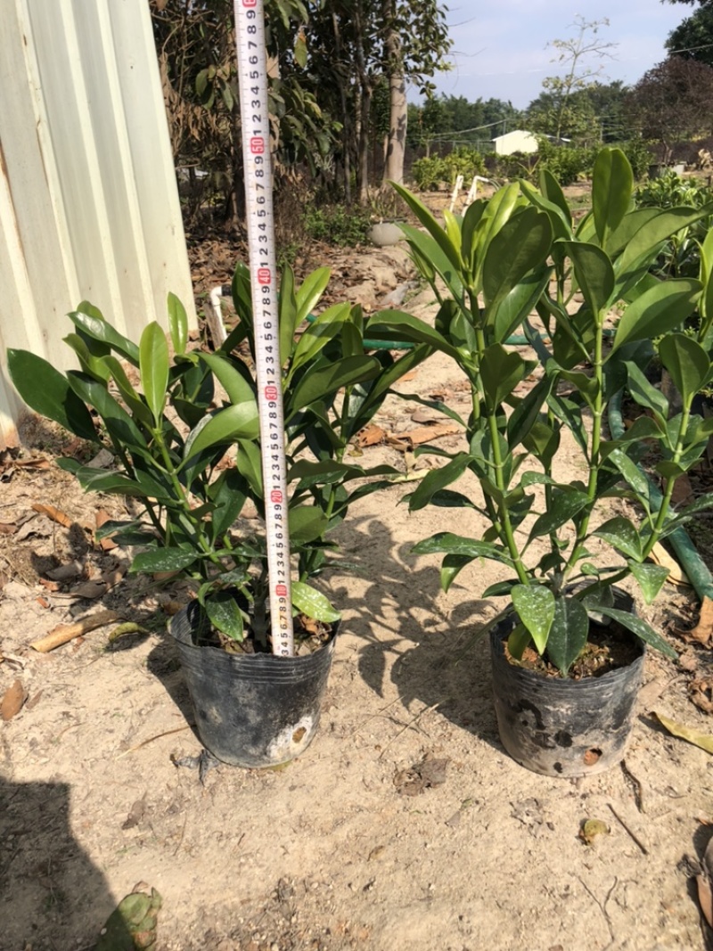 大量出售10斤袋非洲茉莉