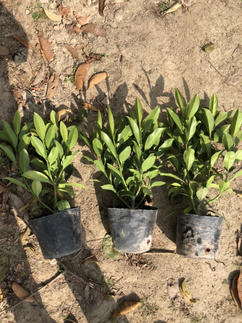 大量出售10斤袋非洲茉莉