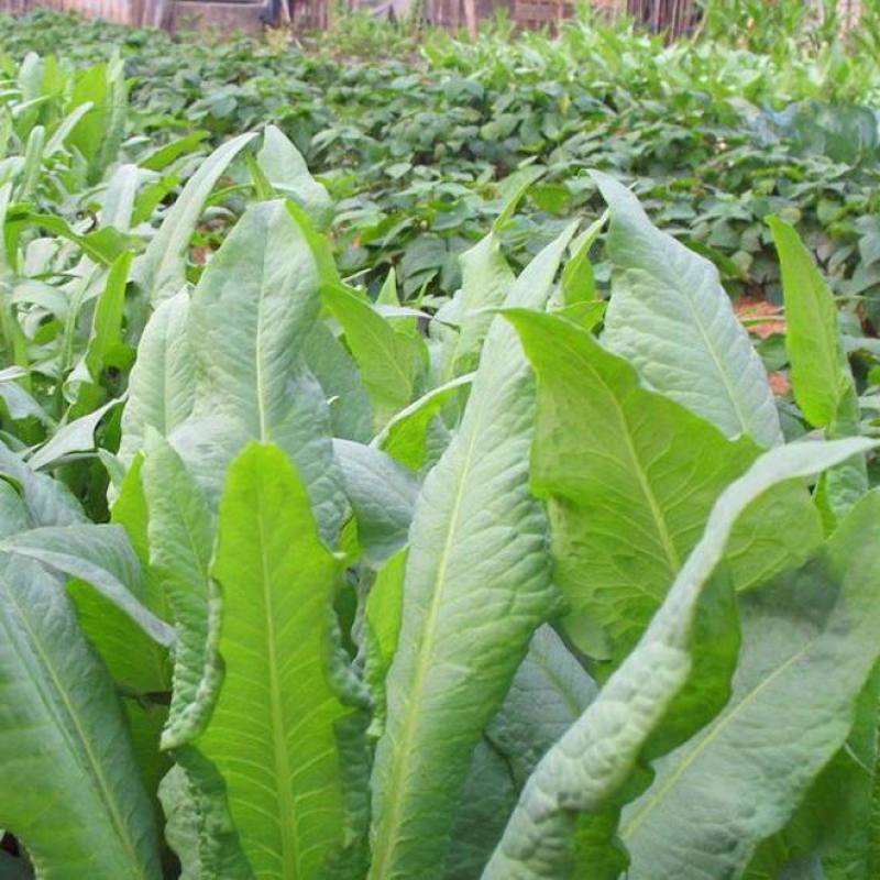 苦卖菜种子牧草种子高蛋白高产量养殖各类家禽四季牧草
