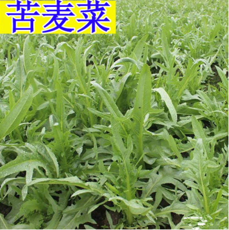 苦卖菜种子牧草种子高蛋白高产量养殖各类家禽四季牧草