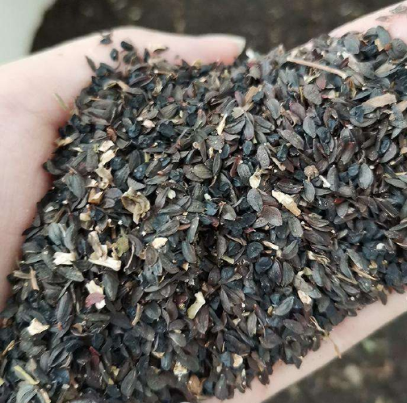 苦卖菜种子牧草种子高蛋白高产量养殖各类家禽四季牧草