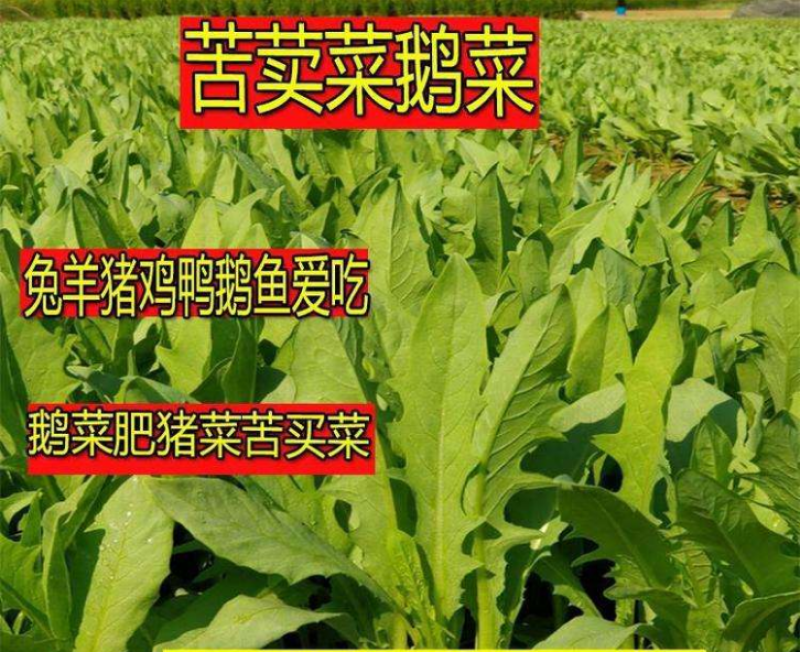 苦卖菜种子牧草种子高蛋白高产量养殖各类家禽四季牧草