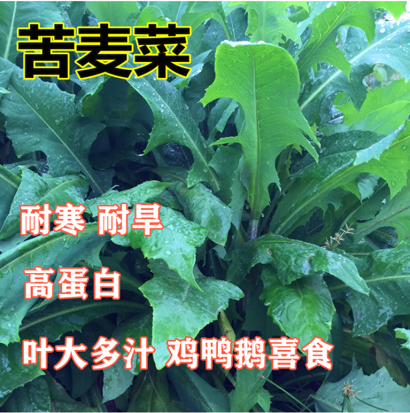 苦卖菜种子牧草种子高蛋白高产量养殖各类家禽四季牧草
