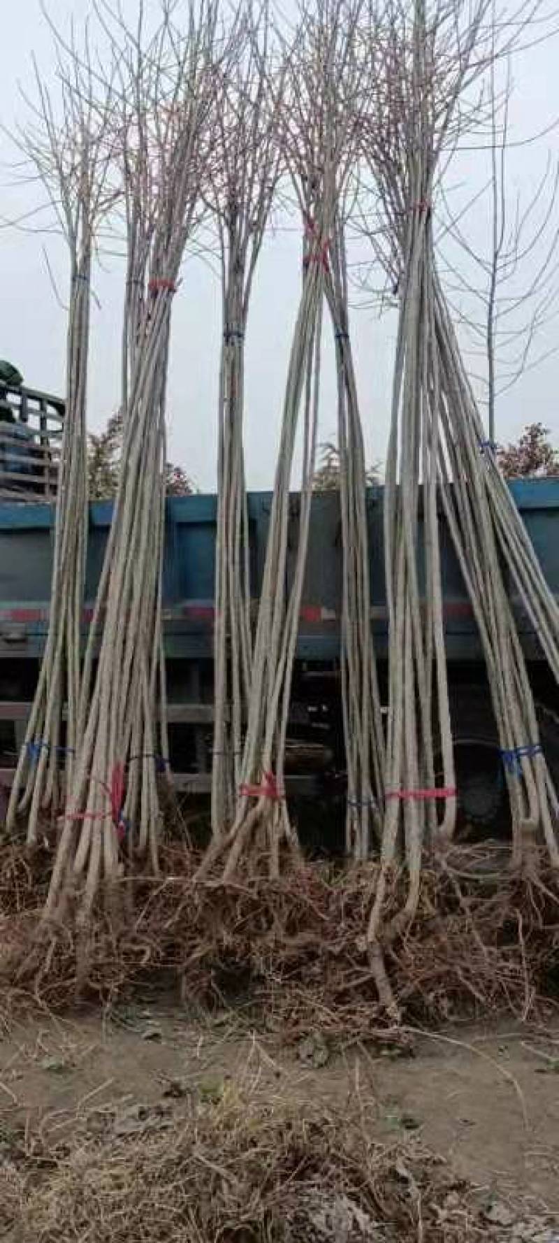 无絮杨树苗大量出货中