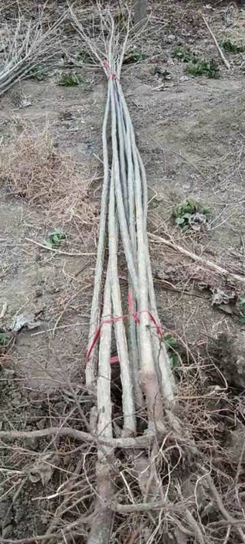 无絮杨树苗大量出货中