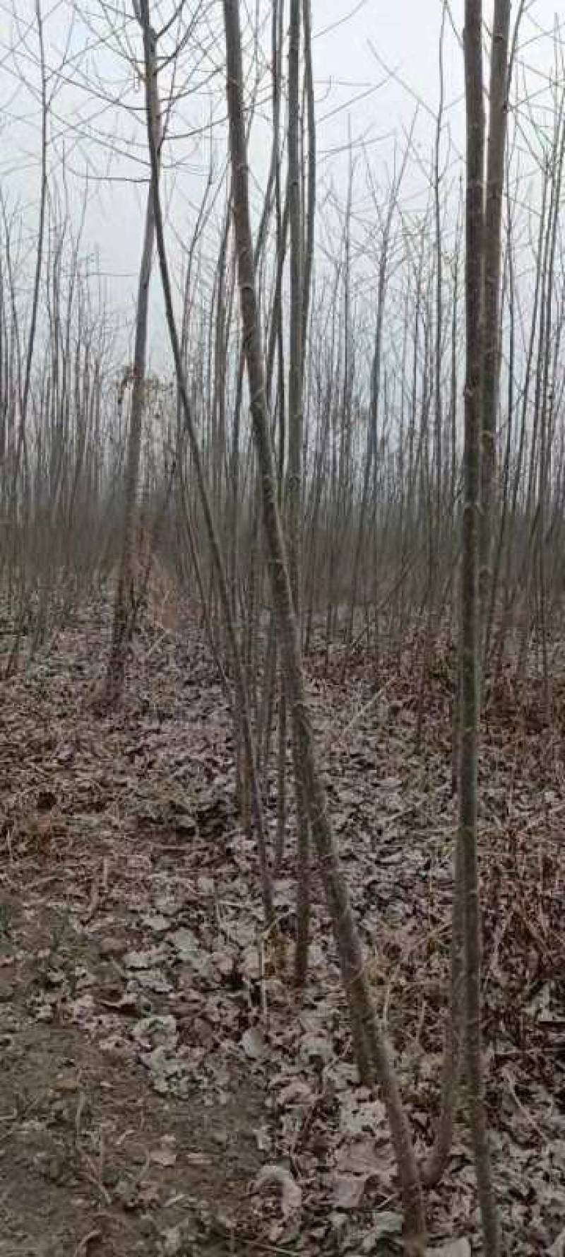 无絮杨树苗大量出货中