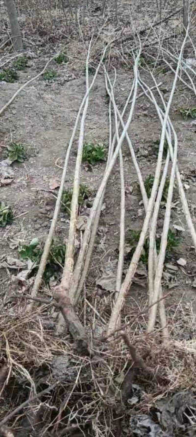 无絮杨树苗大量出货中