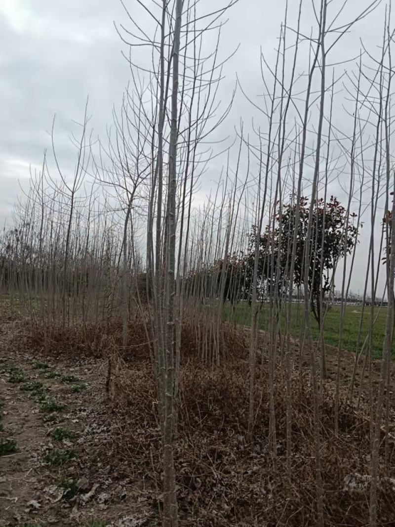 无絮杨树苗大量出货中