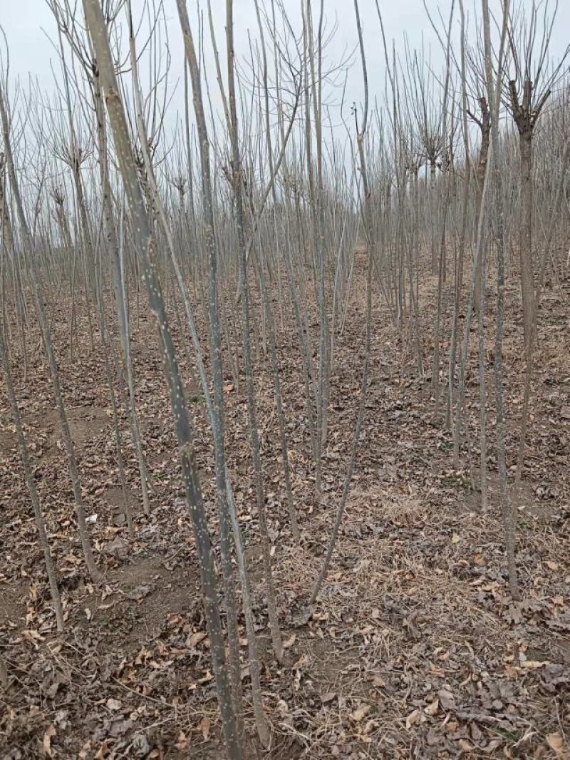 无絮杨树苗大量出货中