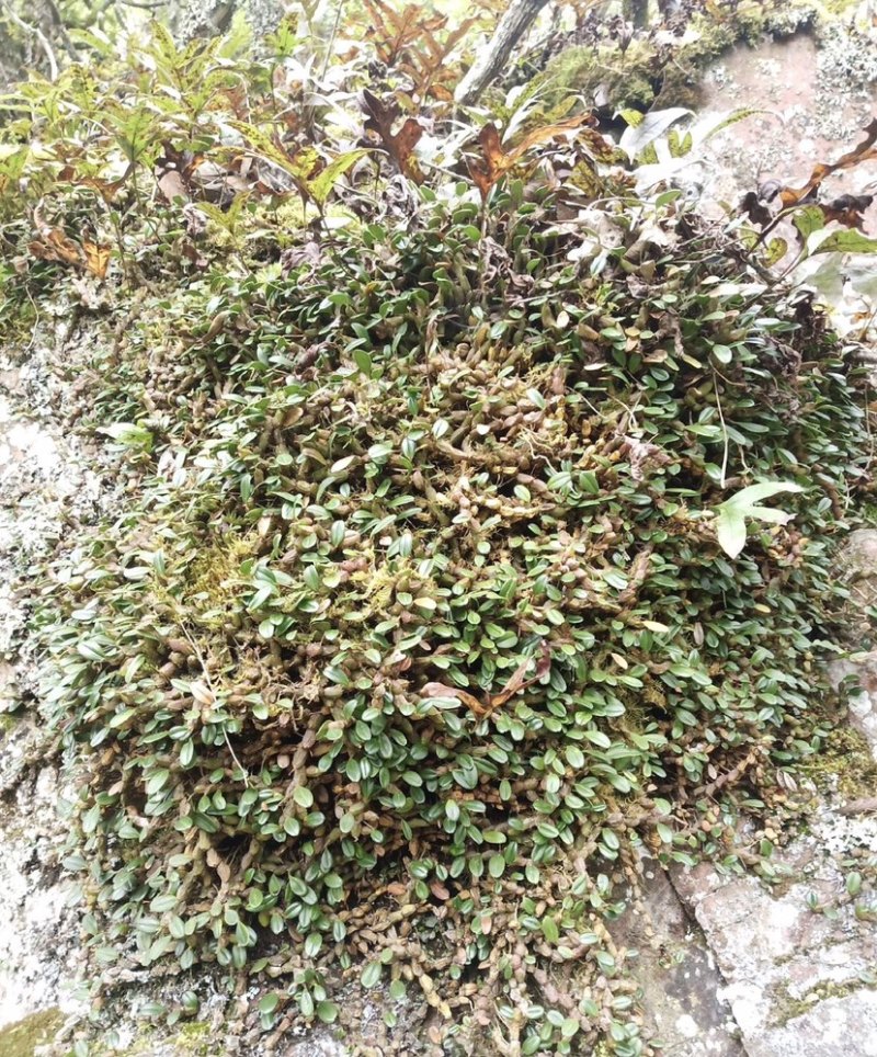 红豆石橄榄石仙桃长期大量供应纯野生不野不要钱