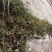 红豆石橄榄石仙桃长期大量供应纯野生不野不要钱