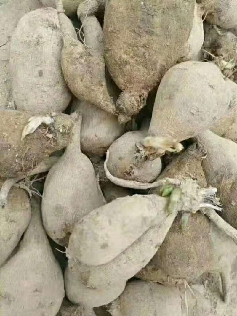 大丽花