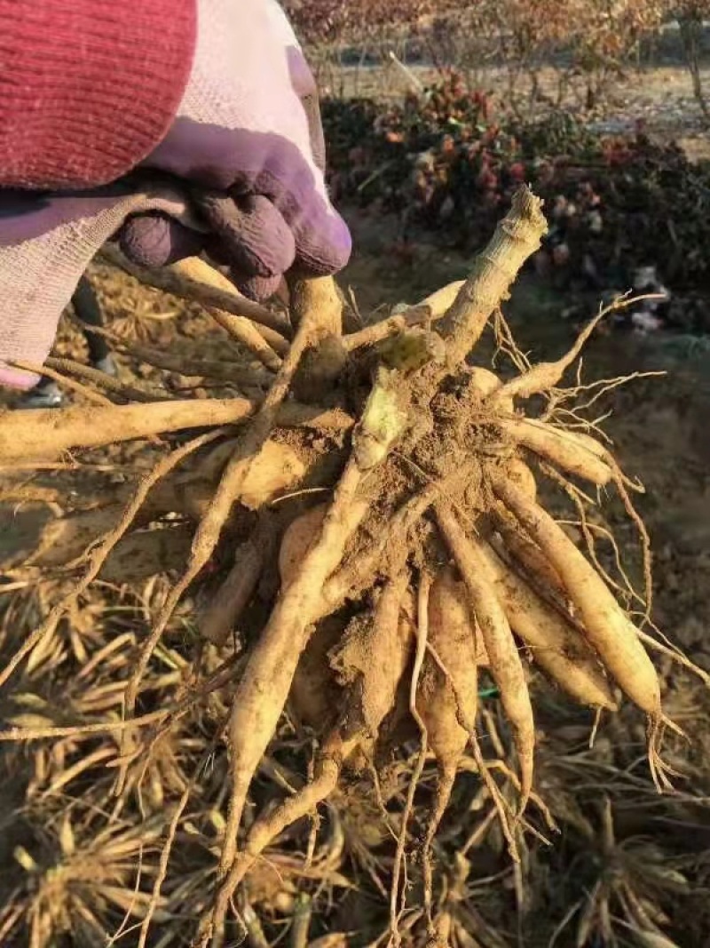 大丽花