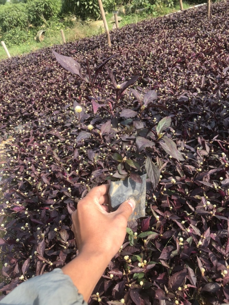 出售小袋大叶红草