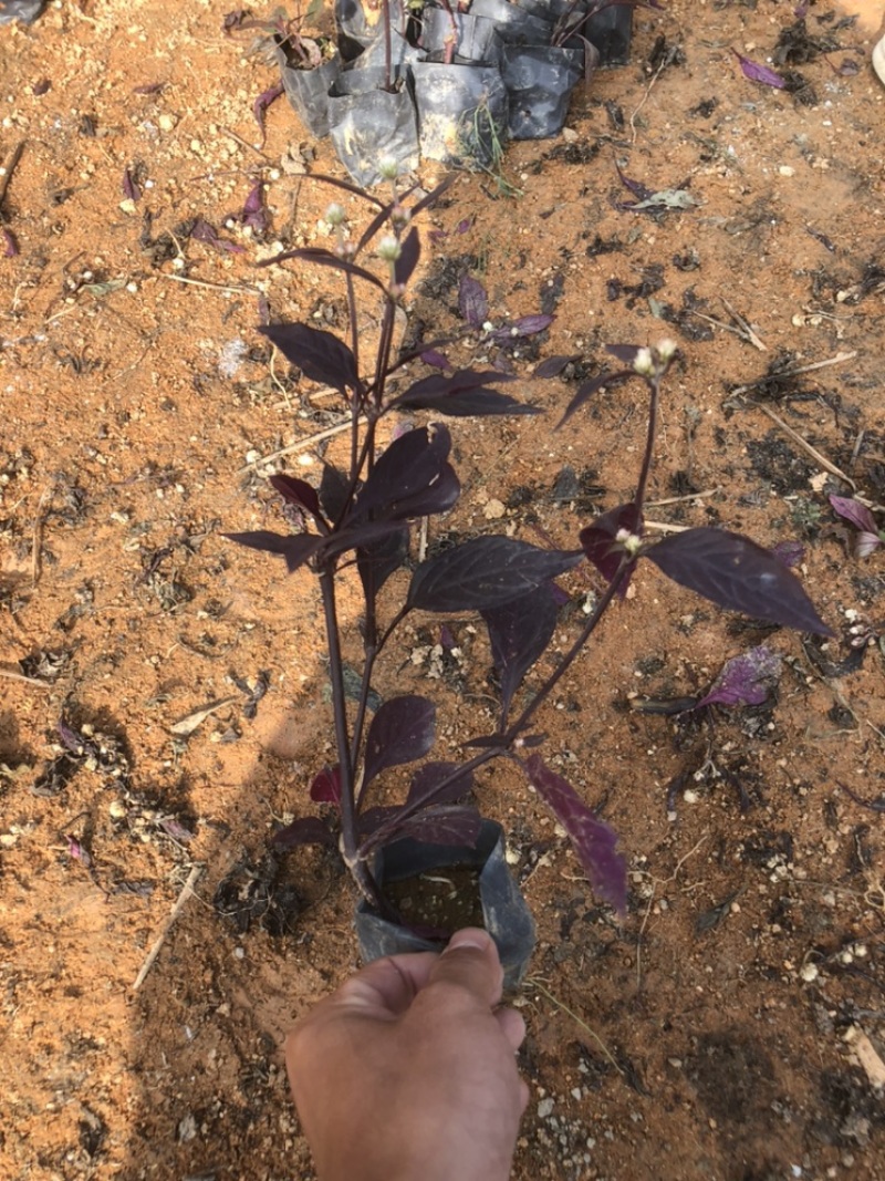 出售小袋大叶红草