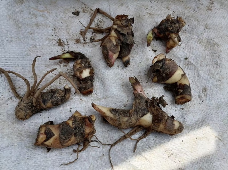黄花美人蕉种球