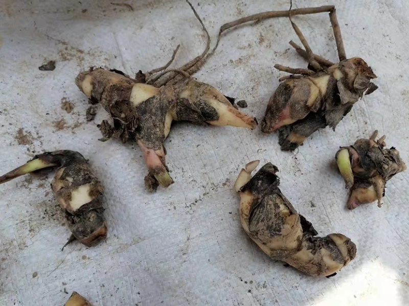 黄花美人蕉种球