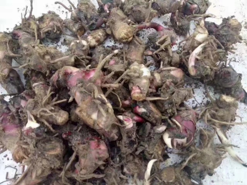 红花美人蕉种球