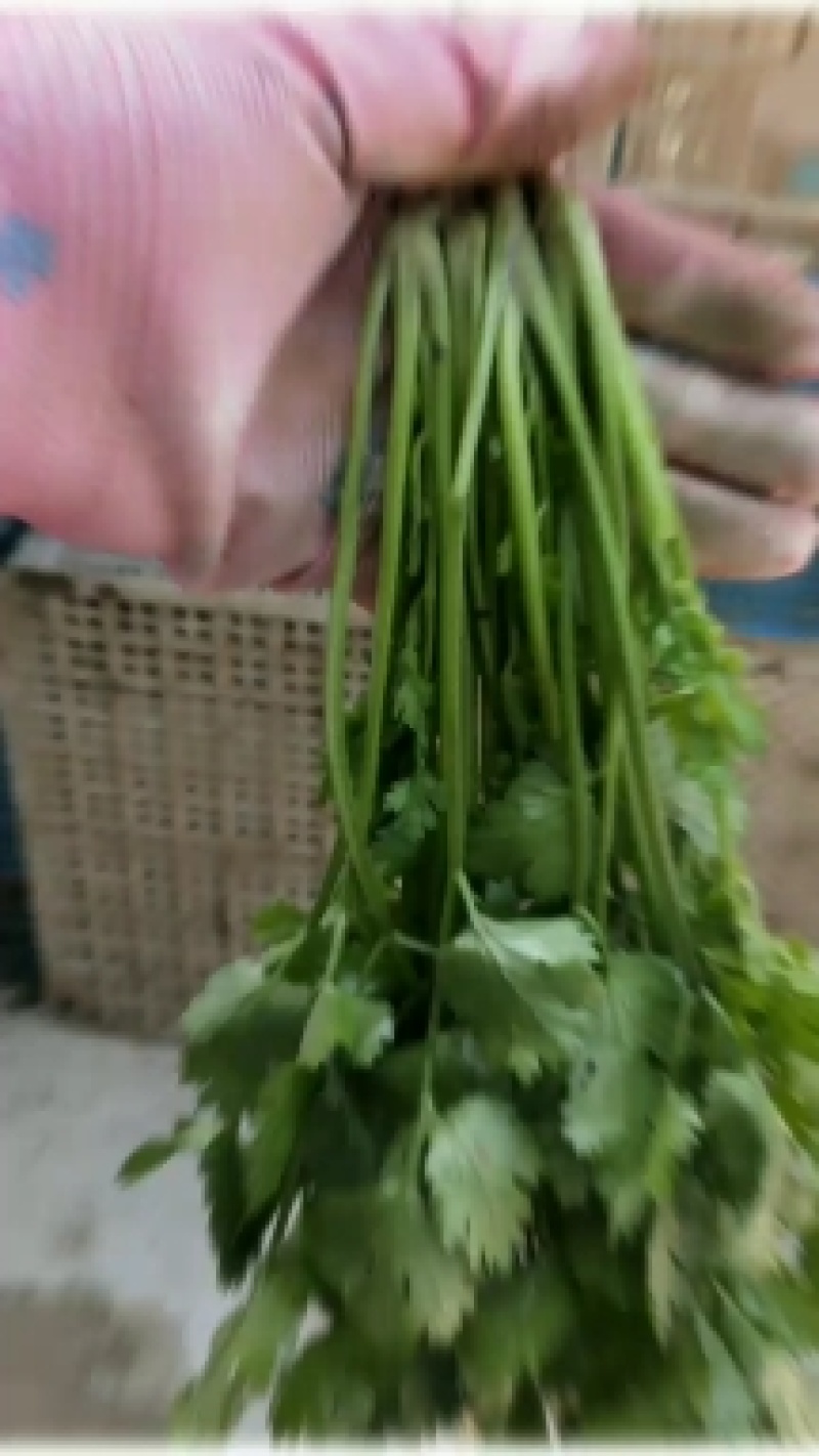 精品大棚大叶香菜长期稳定供货一手货源走货省心便利