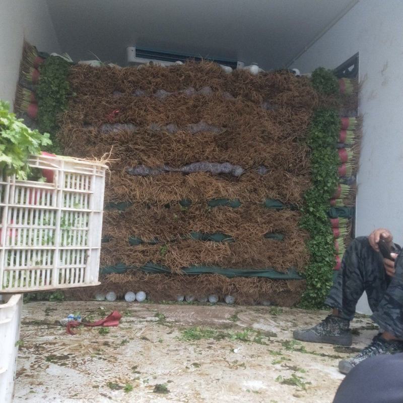 精品大棚大叶香菜长期稳定供货一手货源走货省心便利