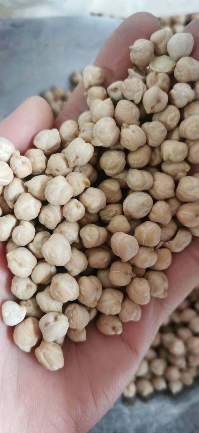 鹰嘴豆大货批发零售产地直发量大从优一手货源