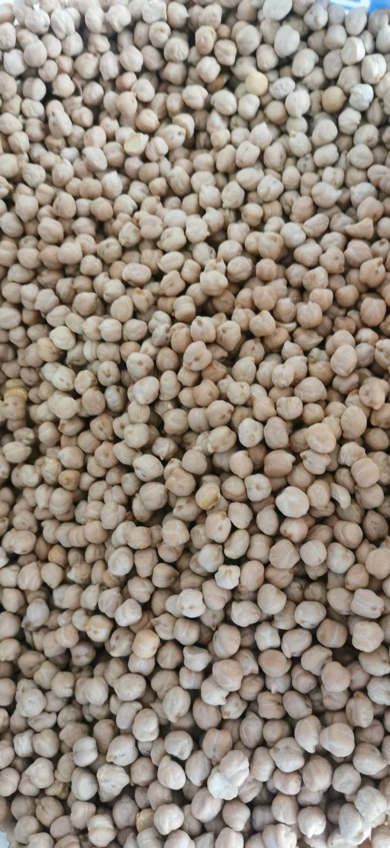 鹰嘴豆大货批发零售产地直发量大从优一手货源
