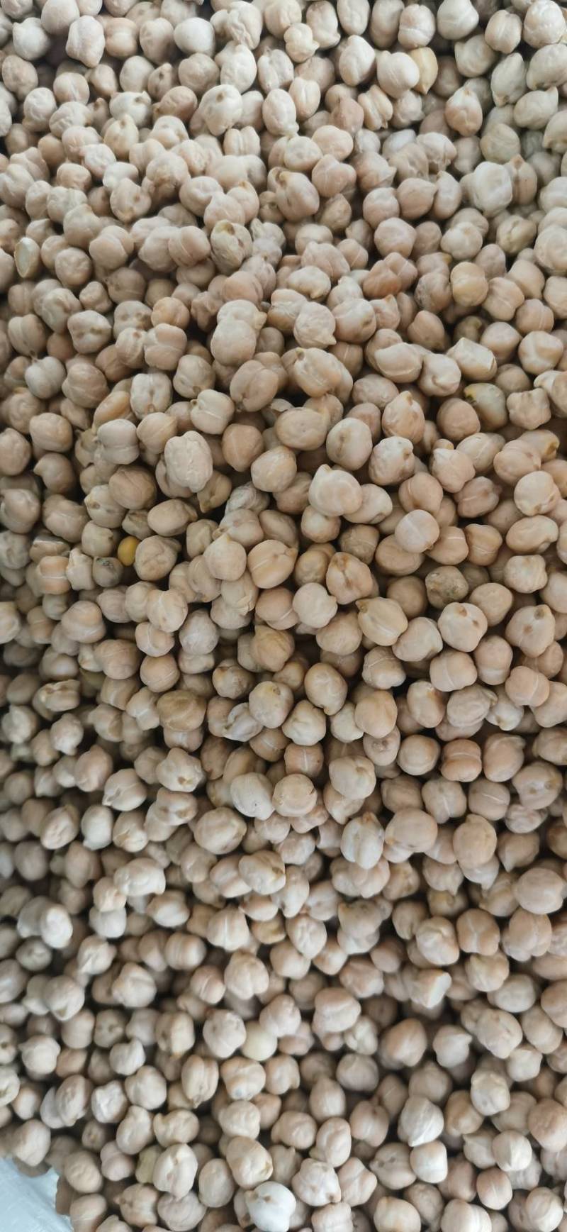 鹰嘴豆大货批发零售产地直发量大从优一手货源
